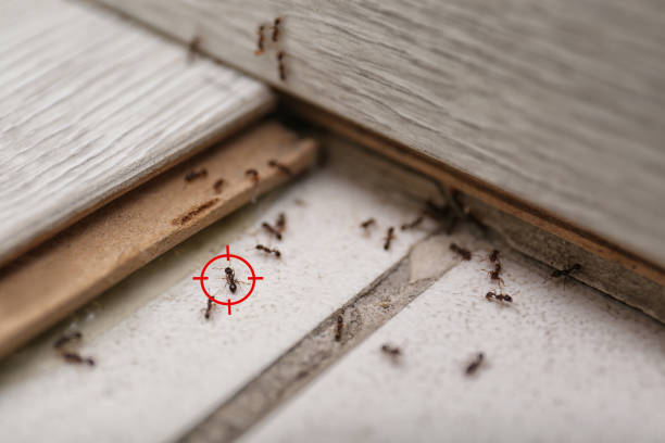Best Mosquito Control Services  in Madison Heights, MI