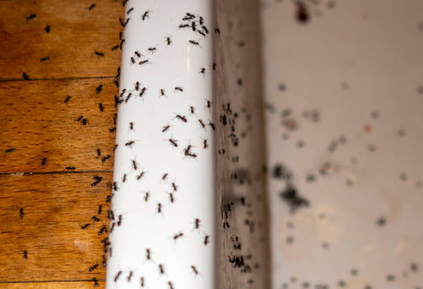Best Affordable Pest Control Services  in Madison Heights, MI