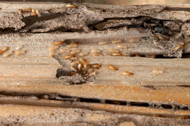 Best Cockroach Control Services  in Madison Heights, MI